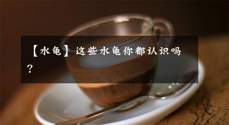 【水龟】这些水龟你都认识吗？