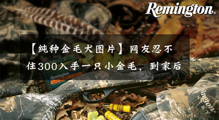 【纯种金毛犬图片】网友忍不住300入手一只小金毛，到家后越看越觉得不对劲