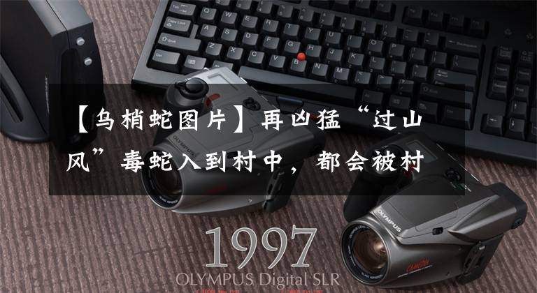 【乌梢蛇图片】再凶猛“过山风”毒蛇入到村中，都会被村民徒手捕捉