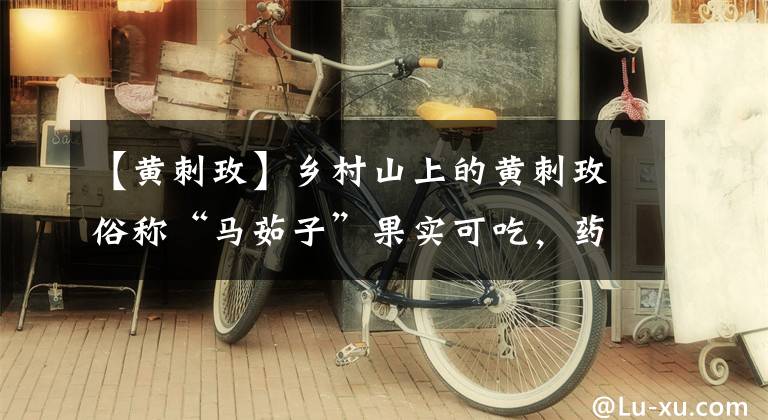 【黄刺玫】乡村山上的黄刺玫俗称“马茹子”果实可吃，药用理气活血调经健脾
