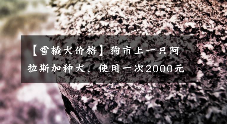 【雪橇犬价格】狗市上一只阿拉斯加种犬，使用一次2000元，一年让主人赚了10多万