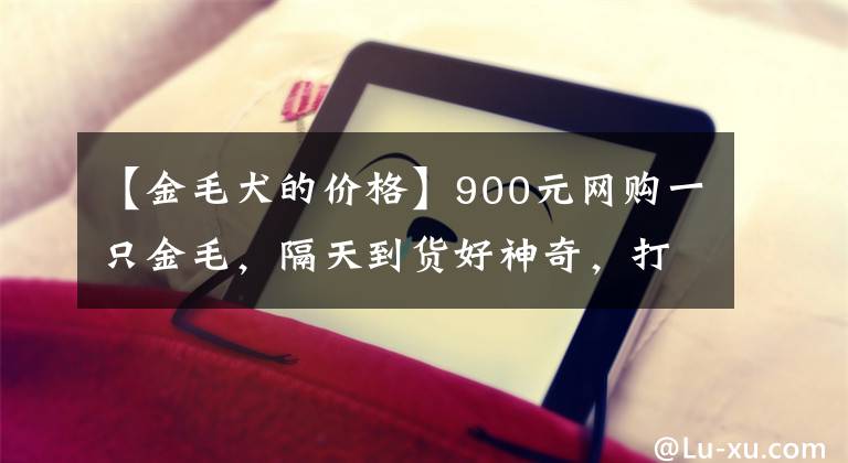 【金毛犬的价格】900元网购一只金毛，隔天到货好神奇，打开一看懵圈了