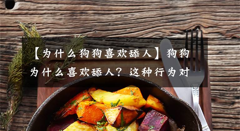 【为什么狗狗喜欢舔人】狗狗为什么喜欢舔人？这种行为对健康会有风险吗