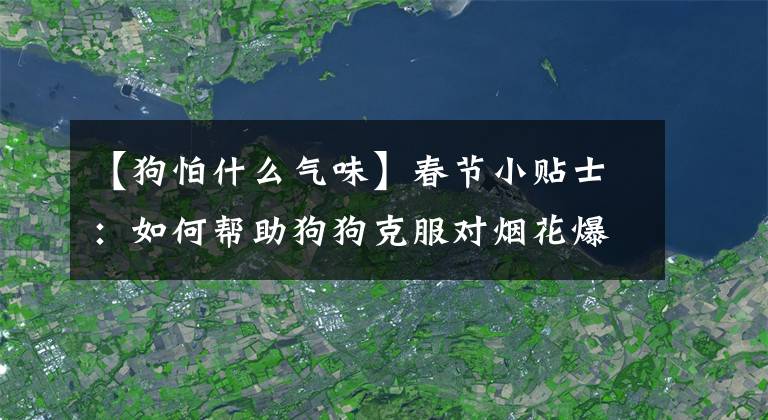 【狗怕什么气味】春节小贴士：如何帮助狗狗克服对烟花爆竹的恐惧