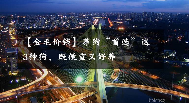 【金毛价钱】养狗“首选”这3种狗，既便宜又好养