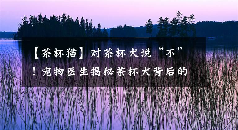 【茶杯猫】对茶杯犬说“不”！宠物医生揭秘茶杯犬背后的可怕真相