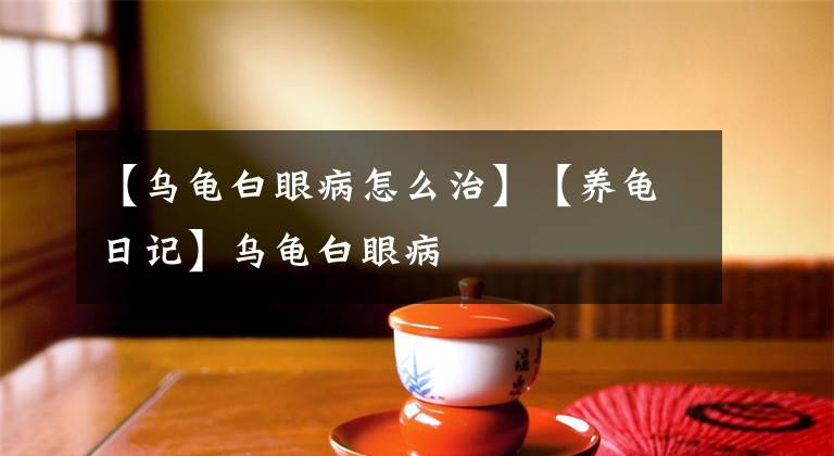 【乌龟白眼病怎么治】【养龟日记】乌龟白眼病