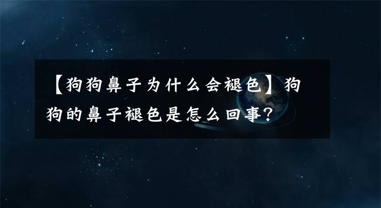 【狗狗鼻子为什么会褪色】狗狗的鼻子褪色是怎么回事？