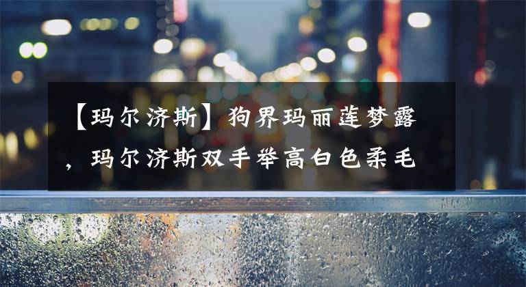 【玛尔济斯】狗界玛丽莲梦露，玛尔济斯双手举高白色柔毛马上随风狂舞