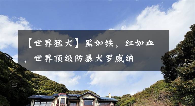【世界猛犬】黑如铁，红如血，世界顶级防暴犬罗威纳