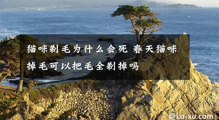 猫咪剃毛为什么会死 春天猫咪掉毛可以把毛全剃掉吗