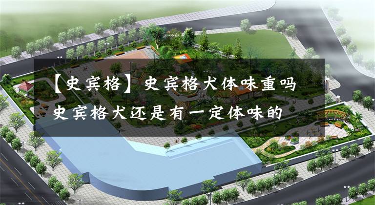 【史宾格】史宾格犬体味重吗 史宾格犬还是有一定体味的
