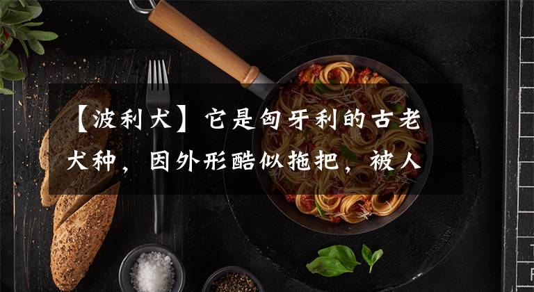 【波利犬】它是匈牙利的古老犬种，因外形酷似拖把，被人们戏称为“拖把犬”