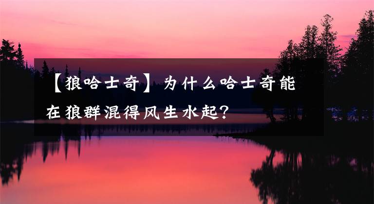 【狼哈士奇】为什么哈士奇能在狼群混得风生水起？