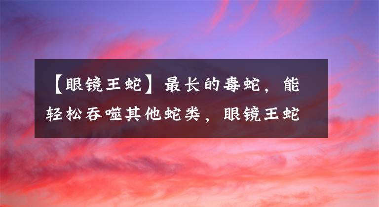 【眼镜王蛇】最长的毒蛇，能轻松吞噬其他蛇类，眼镜王蛇有多恐怖？