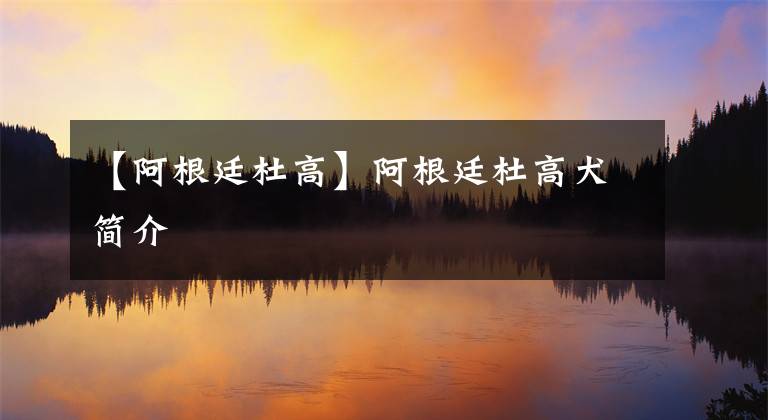 【阿根廷杜高】阿根廷杜高犬简介