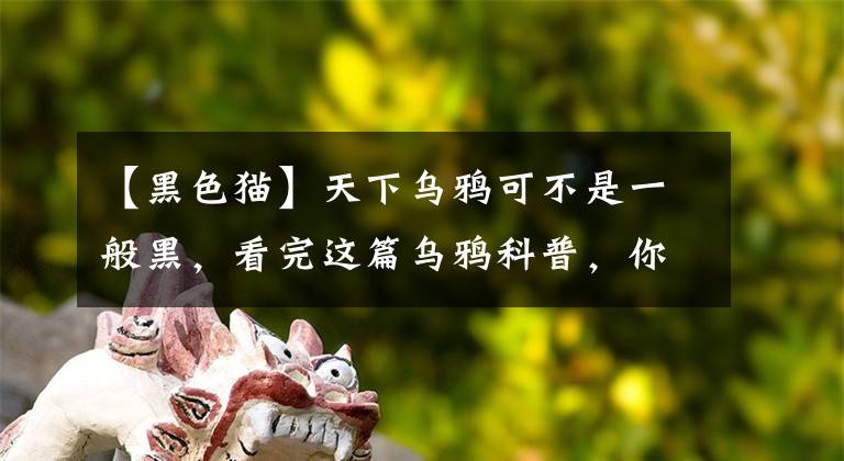 【黑色猫】天下乌鸦可不是一般黑，看完这篇乌鸦科普，你可能会爱上这种鸟儿