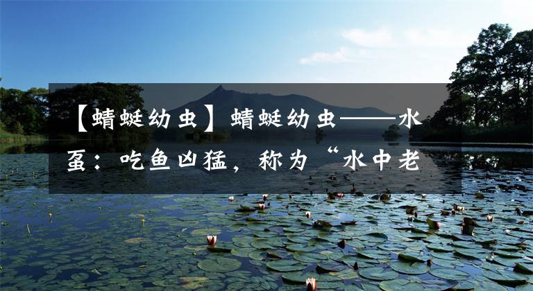 【蜻蜓幼虫】蜻蜓幼虫——水虿：吃鱼凶猛，称为“水中老虎”，喻为“吃鱼虎”
