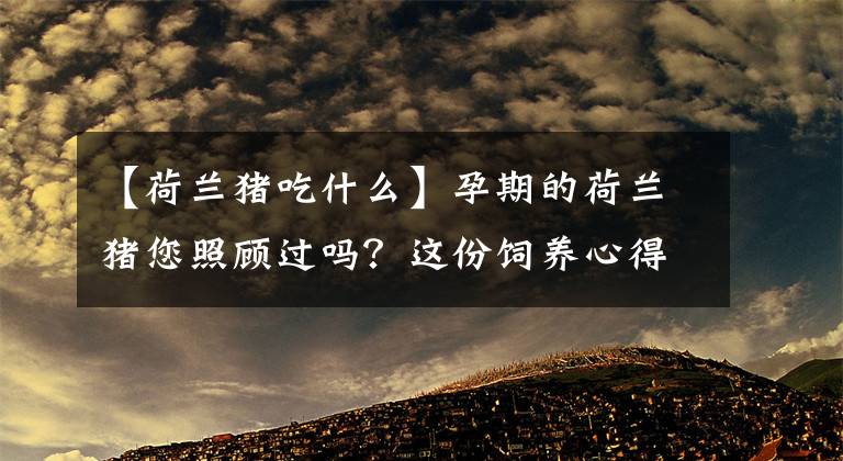 【荷兰猪吃什么】孕期的荷兰猪您照顾过吗？这份饲养心得请查收，很赞