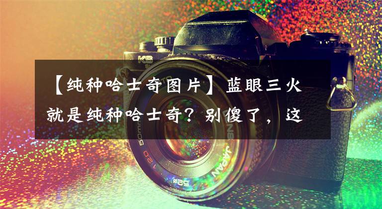 【纯种哈士奇图片】蓝眼三火就是纯种哈士奇？别傻了，这样是判断不出来的