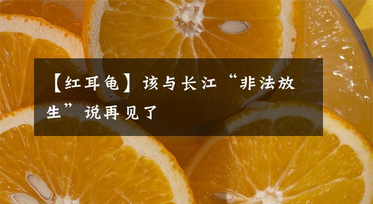 【红耳龟】该与长江“非法放生”说再见了