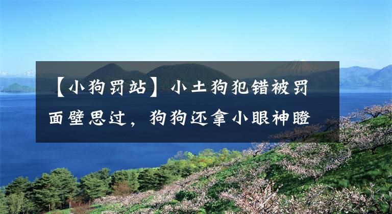 【小狗罚站】小土狗犯错被罚面壁思过，狗狗还拿小眼神瞪主人，萌翻了
