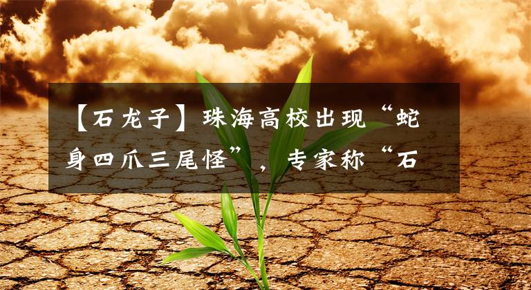 【石龙子】珠海高校出现“蛇身四爪三尾怪”，专家称“石龙子”
