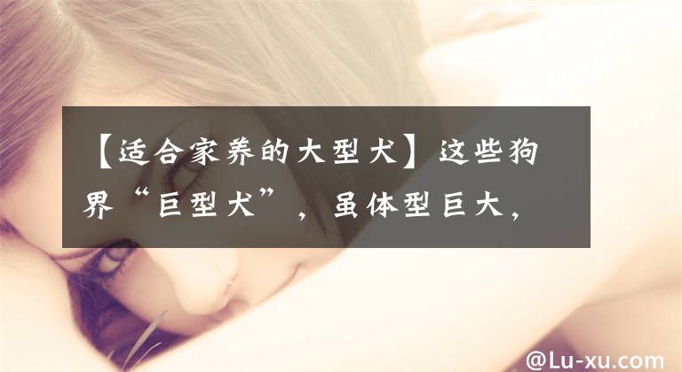 【适合家养的大型犬】这些狗界“巨型犬”，虽体型巨大，但内心却是个小可爱