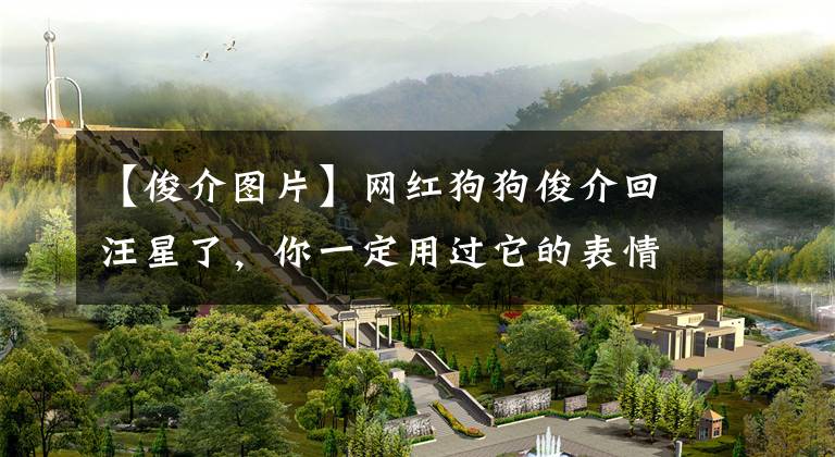 【俊介图片】网红狗狗俊介回汪星了，你一定用过它的表情包