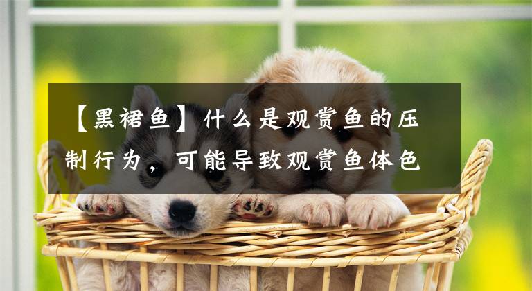 【黑裙鱼】什么是观赏鱼的压制行为，可能导致观赏鱼体色暗淡生病吗？
