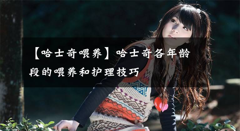 【哈士奇喂养】哈士奇各年龄段的喂养和护理技巧