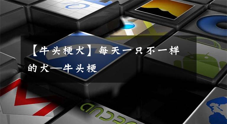 【牛头梗犬】每天一只不一样的犬—牛头梗