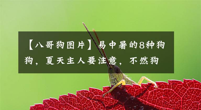 【八哥狗图片】易中暑的8种狗狗，夏天主人要注意，不然狗狗会热死