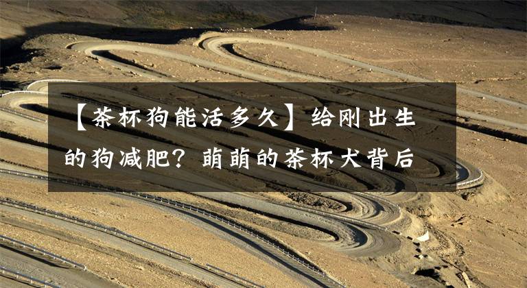 【茶杯狗能活多久】给刚出生的狗减肥？萌萌的茶杯犬背后，残酷的真相令人泪目