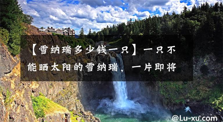 【雪纳瑞多少钱一只】一只不能晒太阳的雪纳瑞，一片即将融化的雪花，这个世界很神奇