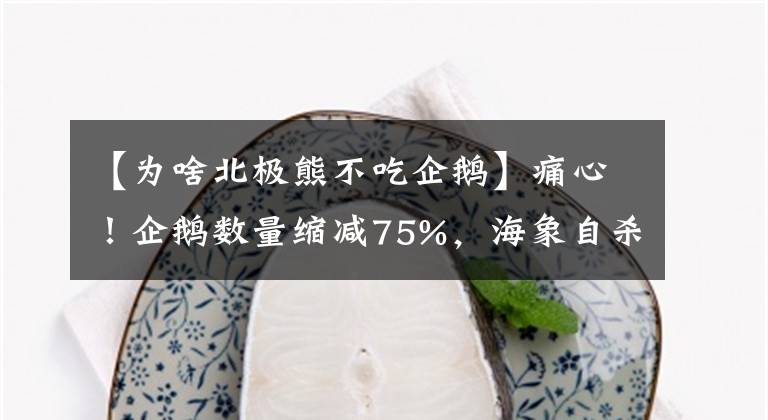 【为啥北极熊不吃企鹅】痛心！企鹅数量缩减75%，海象自杀式跳崖，北极熊吃幼崽该警醒了