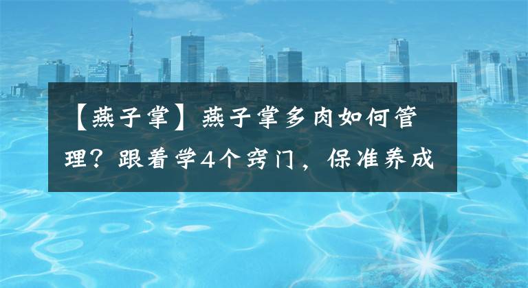 【燕子掌】燕子掌多肉如何管理？跟着学4个窍门，保准养成"高价"老桩