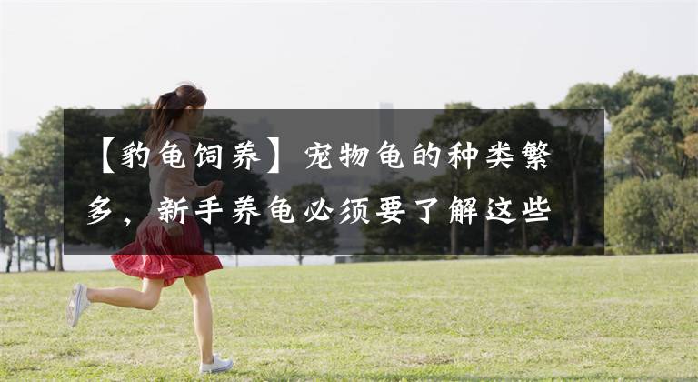 【豹龟饲养】宠物龟的种类繁多，新手养龟必须要了解这些知识