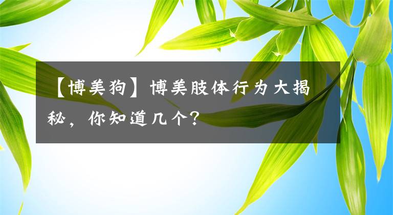 【博美狗】博美肢体行为大揭秘，你知道几个？