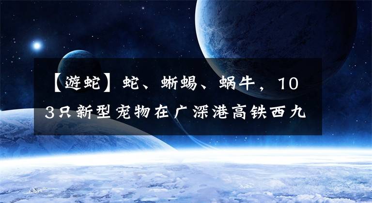 【游蛇】蛇、蜥蜴、蜗牛，103只新型宠物在广深港高铁西九龙站口岸被截