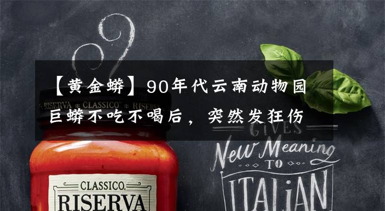 【黄金蟒】90年代云南动物园巨蟒不吃不喝后，突然发狂伤人，这是为何？