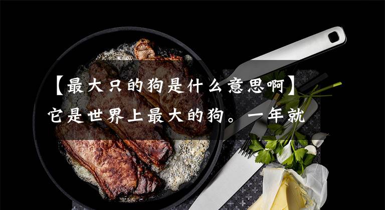 【最大只的狗是什么意思啊】它是世界上最大的狗。一年就能吃到主人50万韩元的工资！