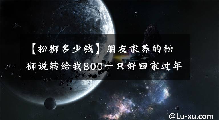 【松狮多少钱】朋友家养的松狮说转给我800一只好回家过年，这价格贵吗？
