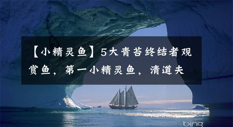 【小精灵鱼】5大青苔终结者观赏鱼，第一小精灵鱼，清道夫仅排第四！