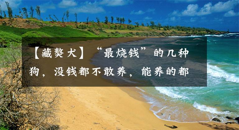 【藏獒犬】“最烧钱”的几种狗，没钱都不敢养，能养的都不是普通人