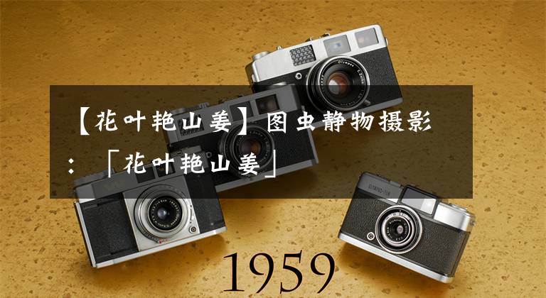 【花叶艳山姜】图虫静物摄影：「花叶艳山姜」