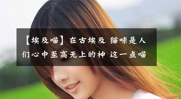 【埃及喵】在古埃及 猫咪是人们心中至高无上的神 这一点喵星人从未忘记