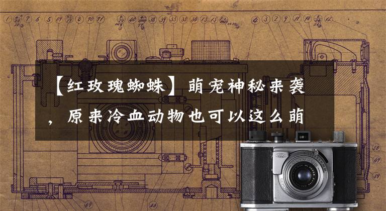 【红玫瑰蜘蛛】萌宠神秘来袭，原来冷血动物也可以这么萌