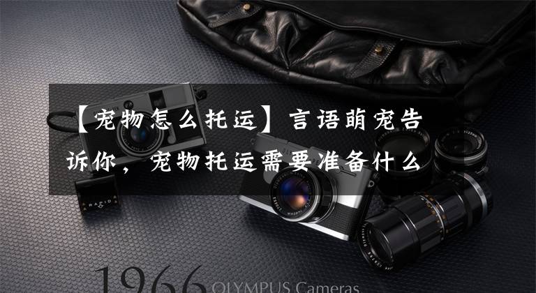 【宠物怎么托运】言语萌宠告诉你，宠物托运需要准备什么手续？