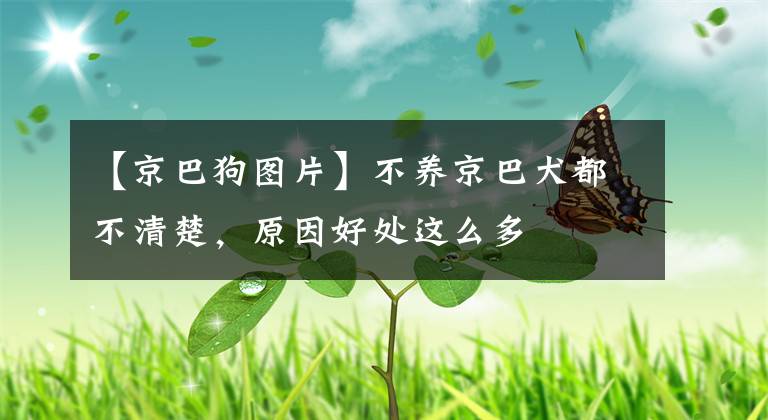 【京巴狗图片】不养京巴犬都不清楚，原因好处这么多